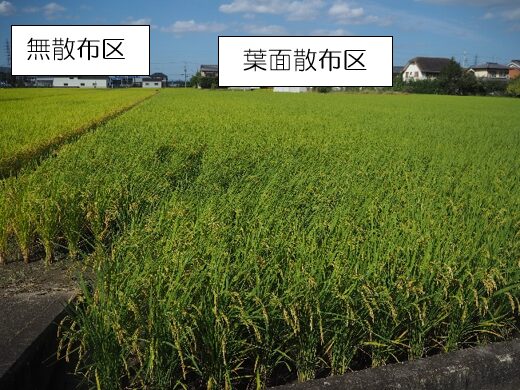 稲穂豊穣ミネラル
