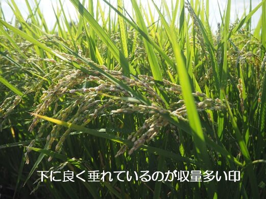 珪酸マグネシウム