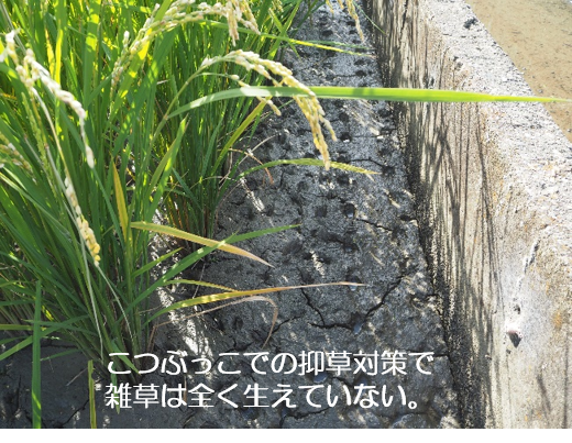 こつぶっこ抑草効果