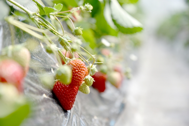 いちごの有機栽培について教えてください 有機農法 有機栽培 有機農業 自然農法 大和肥料株式会社